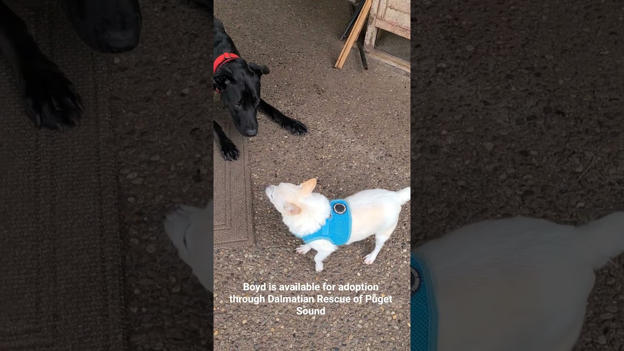 Enlarge Boyd, a Adoptable mixed breed in Lake Stevens, WA video 5/6