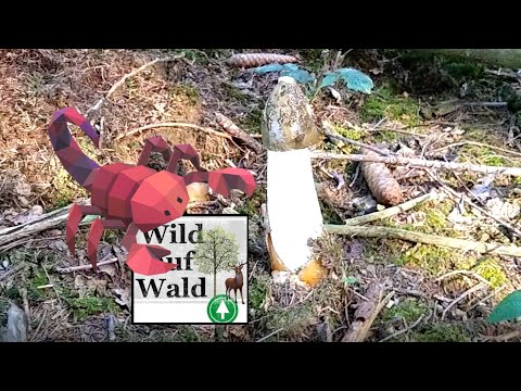 🌲Kuriose Lebewesen im Wald von Oberösterreich und Schwarznussaufforstung