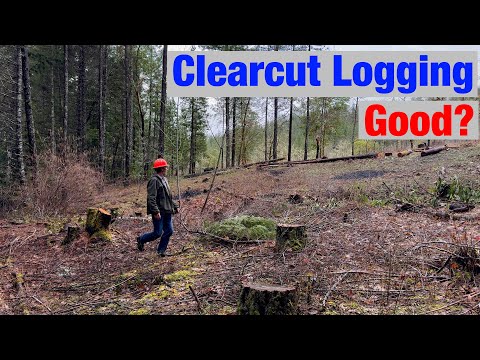 I Clearcut My Forest (Here's Why)