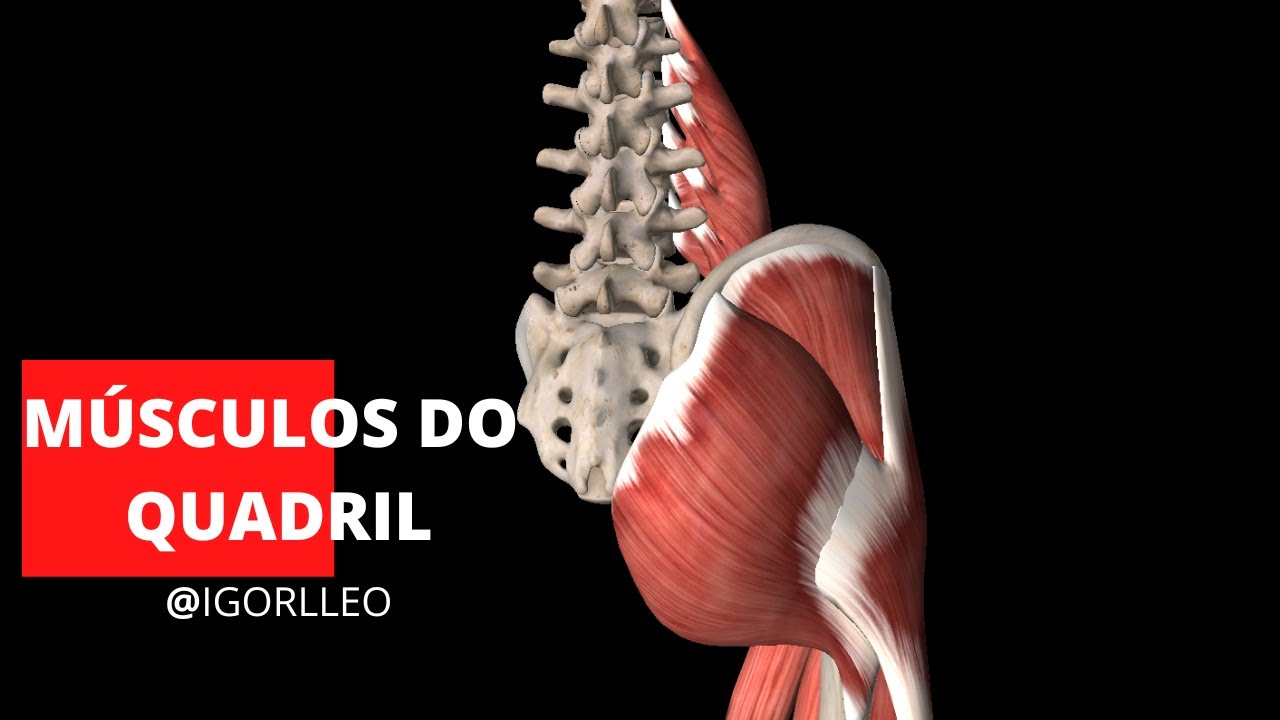 MÚSCULOS DO QUADRIL - ORIGEM E INSERÇÃO