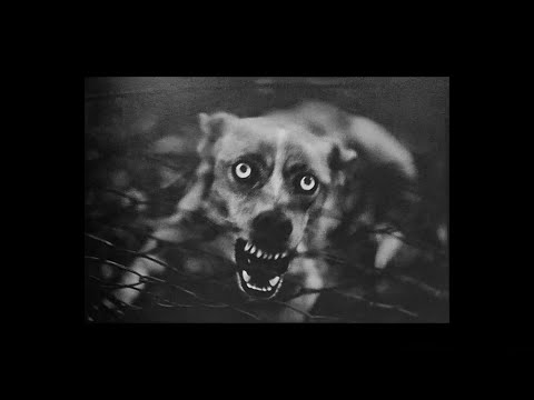 Giacomo Brunelli.The Animals