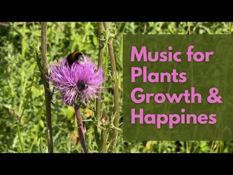 Positive Music for Plants Happiness and Growth