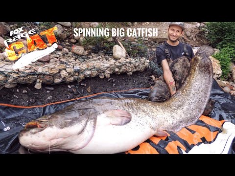 hunting for giant catfish in spinning autumn 2020