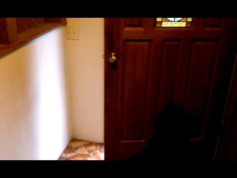 Dog trick - Muzzy shuts the door