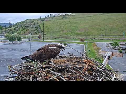 Iris at the Hellgate Osprey Nest Realized Her Eggs Are Gone from Nest