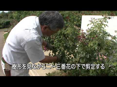 ロサ・ガリカ var.オフィシナリス、プロヴァンのバラの茂み