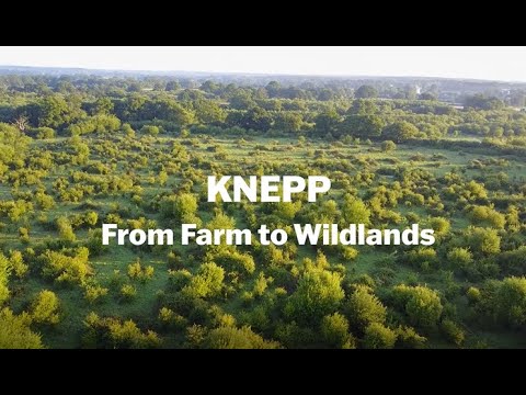 Knepp - From Farm to Wildlands