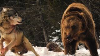 Sebastian - Ulvesangen