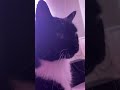 She Has Such A Loud Purr ️