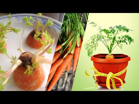 , title : 'Cara Mudah Menanam Wortel dalam Pot | how to grow carrot'