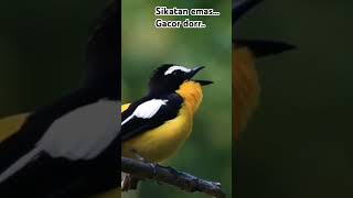 Download lagu Suara sikatan emas mantap #viralvideo #burung #birds #bird mp3 Download lagu Suara sikatan emas mantap #viralvideo #burung #birds #bird mp3
