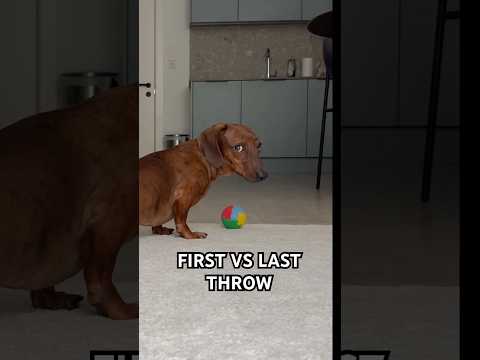 Mini dachshund has two speeds: 100 or 0