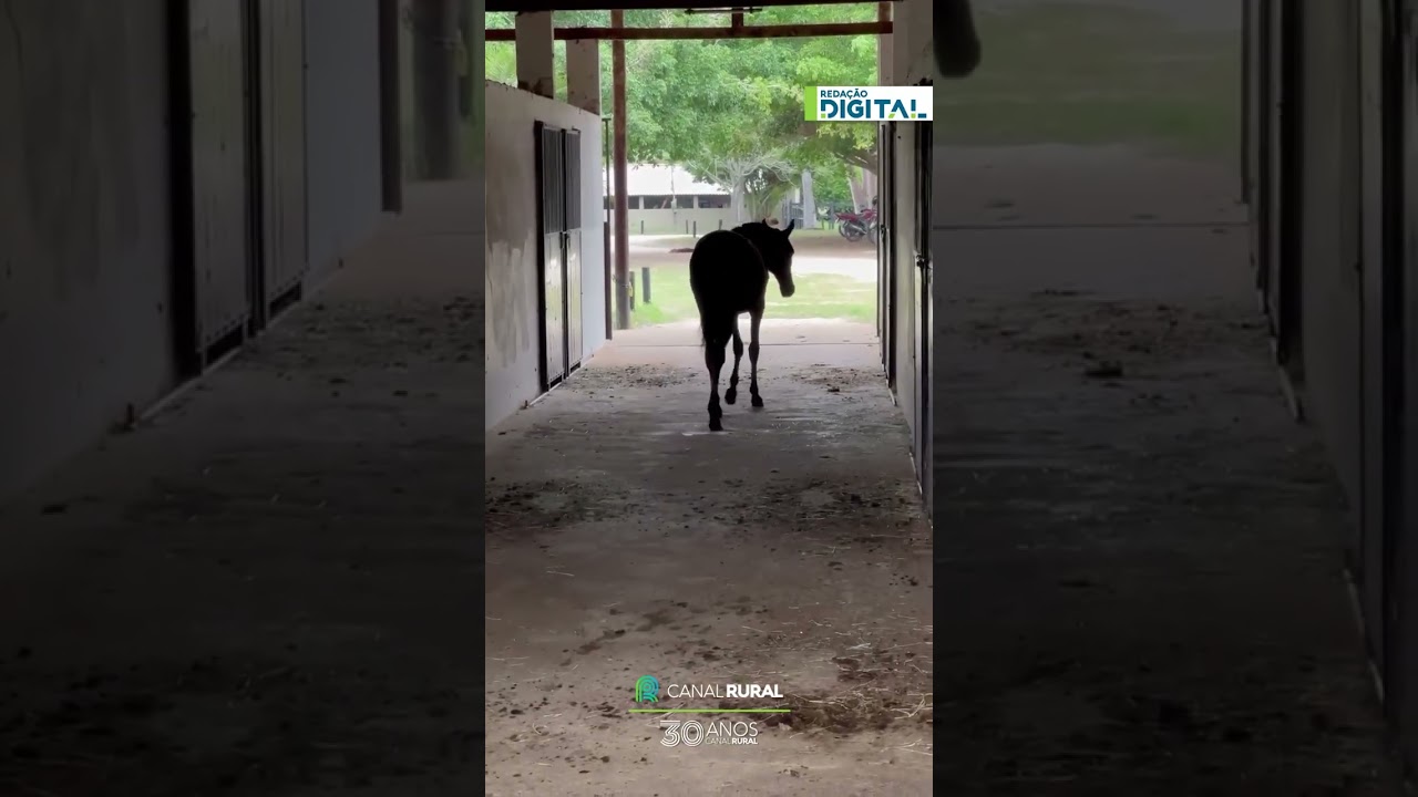 Cavalo obedece comando, mas parece reclamar no caminho