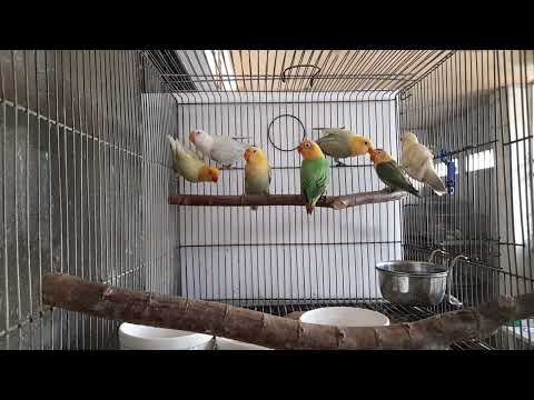 Aqua b1 opaline, Dilute Pf opaline, Dilute opaline