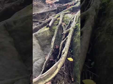 Cascada de Naena Cascada de Naena Japón #vlog #matrimonio internacional #vida americana #años 50 #pareja internacional #cascada