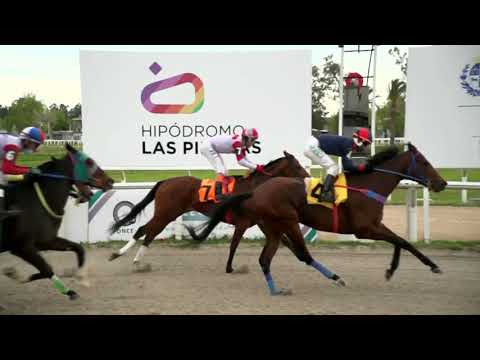 211008 c08 - ZIGGY STARDUST - HIPODROMO LAS PIEDRAS