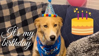 Spike’s Second Birthday celebration | Spike choosing gifts 🎁 from Pet Smart