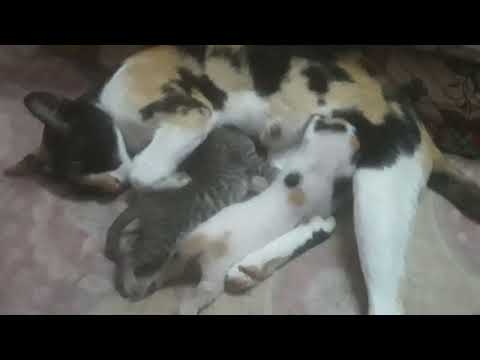 my cat mini and her babies😀😀👩‍👧‍👧.