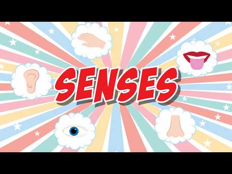 The Five Senses - SONG