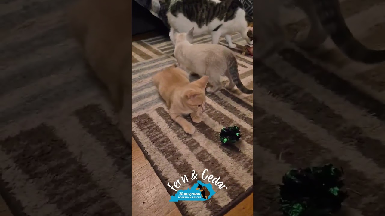 Enlarge Fern, a ADOPTABLE mixed breed in Louisville, KY video 5/5