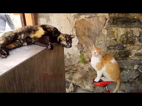 Male cats and female cats never ending love story - YouTube