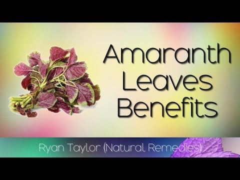 download lagu mp3 mp4 Amaranth Leaves Benefits, download lagu Amaranth Leaves Benefits gratis, unduh video klip Amaranth Leaves Benefits