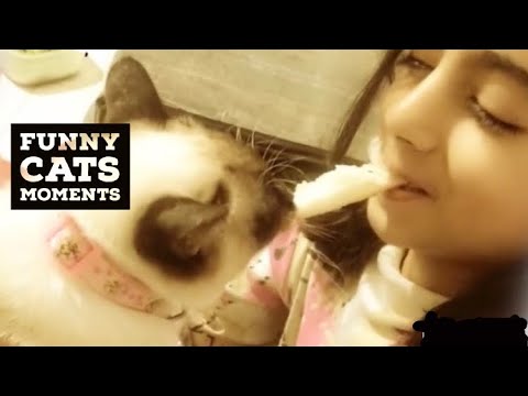 FUNNY CATS BEST MOMENTS