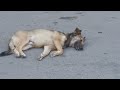 Cute Dog Sleeping Whos That Dog Pet Lover FamilyDog Hammyandolivia CuteAnimals Nature FunnyDog World