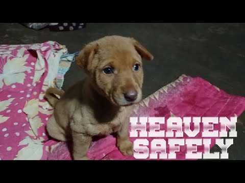 HEAVEN SAFELY(A Tribute to Lucy )- Sukant Parichha