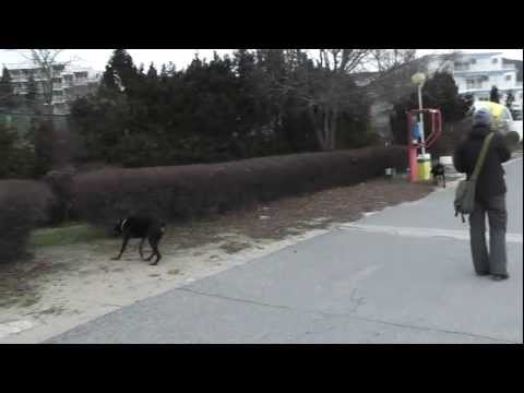 Indi & Garo, Albena, Jan 2012 - 1