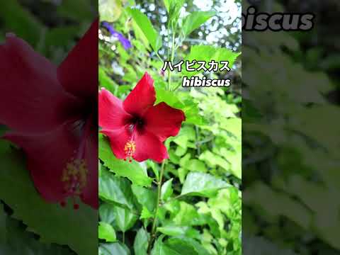 ラバテラ トリメストリス 'タナグラ' の花