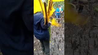 TREE PLANTING | HOW TO PLANT MANGROVE TREE | TEACHERS TREE PLANTING