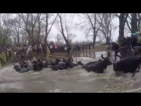 Ricoune - Taureaux cariclots