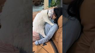 #cat #cute #catvideo #cutecat #funnyvideo #funny