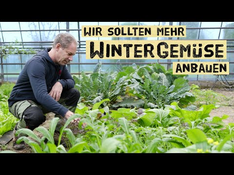 Fresh vegetables all winter long! Grow your own cabbage and lettuce to be self-sufficient.