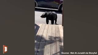 &quot;Oh, Hell No!&quot;: Bear CHARGES Woman After She Calls It a &quot;Cutie&quot;