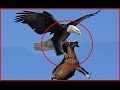 Giant Eagle throws a Goat alive from the sky - Eagle vs Goat