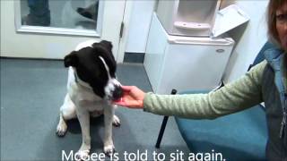 preview picture of video 'McGee, an Pointer/Lab mix Dog in Manahawkin NJ'