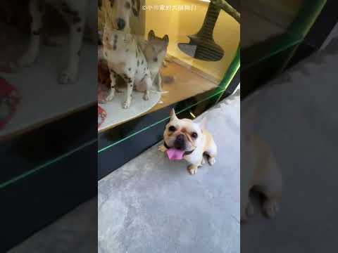 Owner Sleeps in Doghouse😍❤️