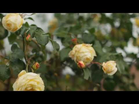 Vitaco & DEAF Ft.  Kiki Prokic - Feeling Good