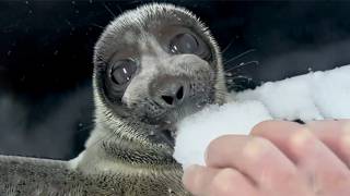 Baby Seal Eating Snow