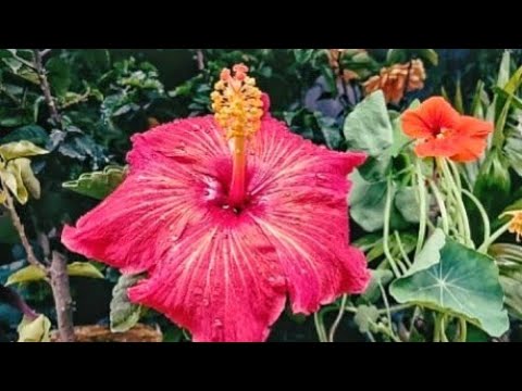 Love Flowers 23.02.2025