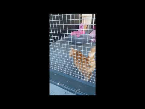 Katzenbaby in Action