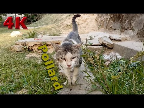4K Video - Cute, Funny and Wild Cats Meal Video 10 Jul 2021 - Street Cats