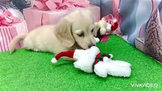 ミニチュアダックスの動画01