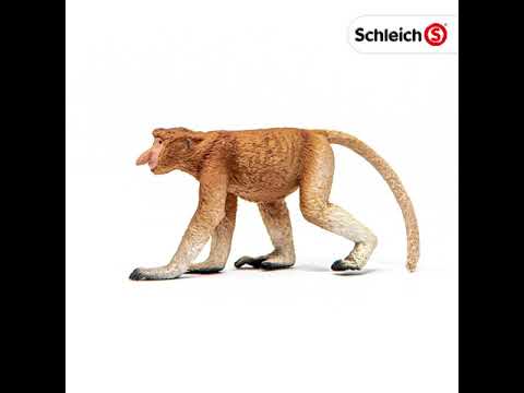 Proboscis Monkey