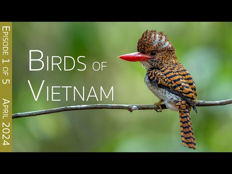 Southern Vietnam Birding Adventure:  An Enchanted Bird Hide | EPISODE 1 of 5