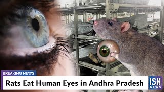 Rats Eat Human Eyes in Andhra Pradesh