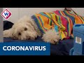 Haagse dierenarts maakt praktijk 'coronaproof' - OMROEP WEST