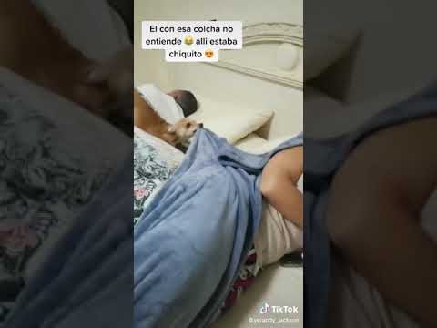 Jericó el perrito famoso de las redes sociales